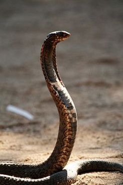 Snake, photo by Lee R. Berger